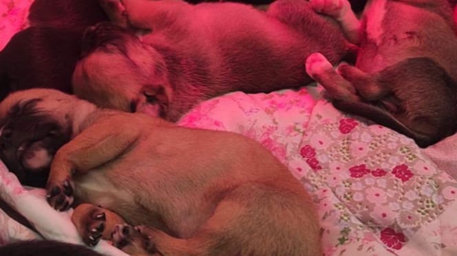 Cucciolata di cani