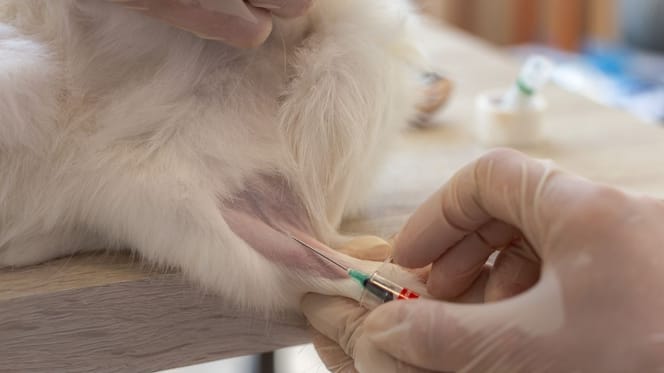 prise de sang vétérinaire