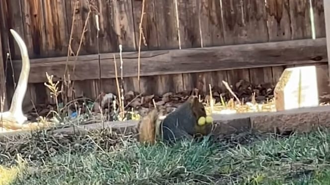 Przydomowy ogród i wiewiorka