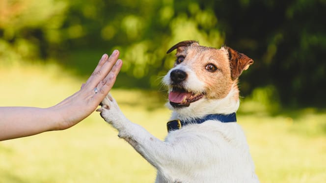 Psinder i Purina rozdają wyprawki dla adoptowanych psów