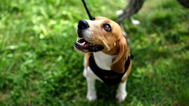 puberteit bij hond