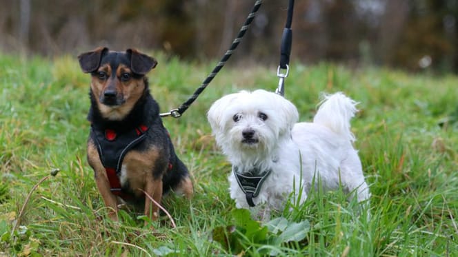 Puck en Sam zijn op zoek naar een nieuw thuis? Adopteer jij hen?