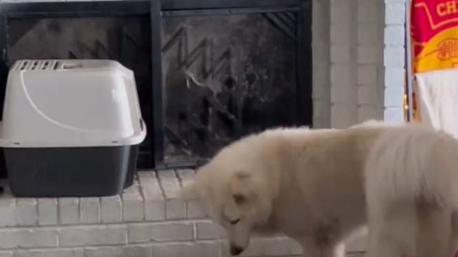 Pudding the dog