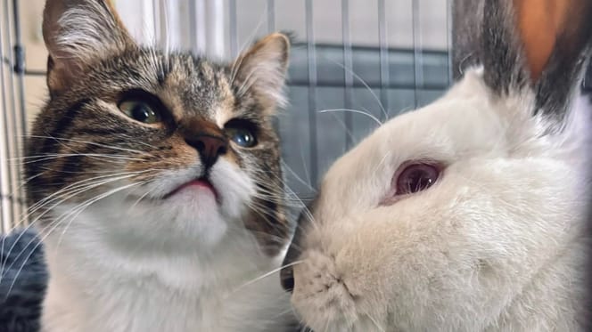 Puddles le lapin et son ami chat