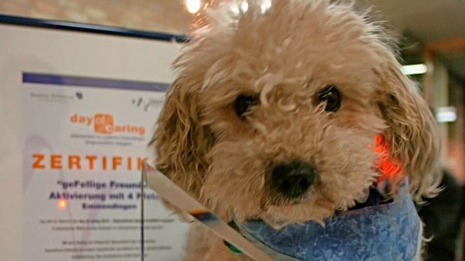 Poodle rescued from overheated car