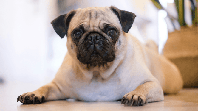 Pug lying down in living room