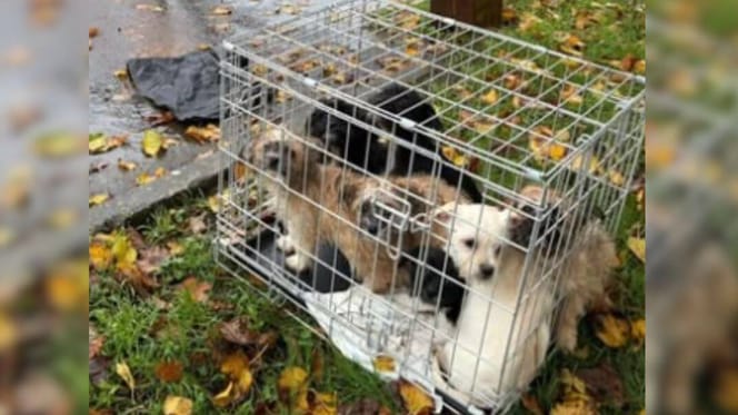 Puppies abandoned in crate