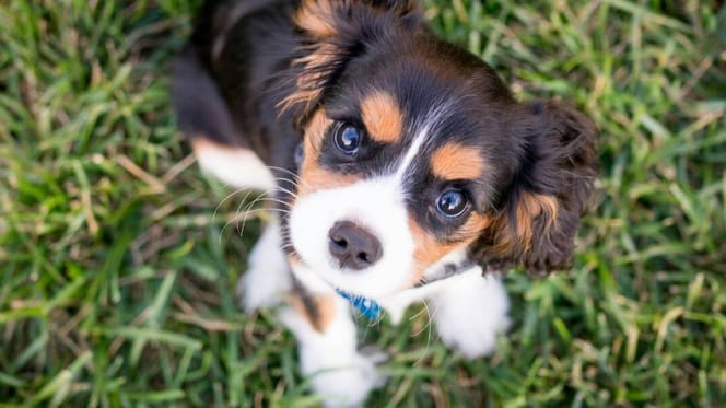 Puppy looking up at camera