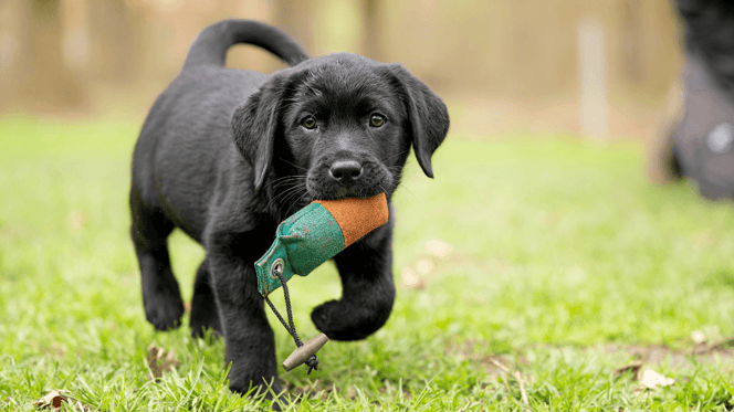 Puppy sitting on grass looking up
