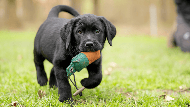 Chiot assis sur l'herbe regardant vers le haut