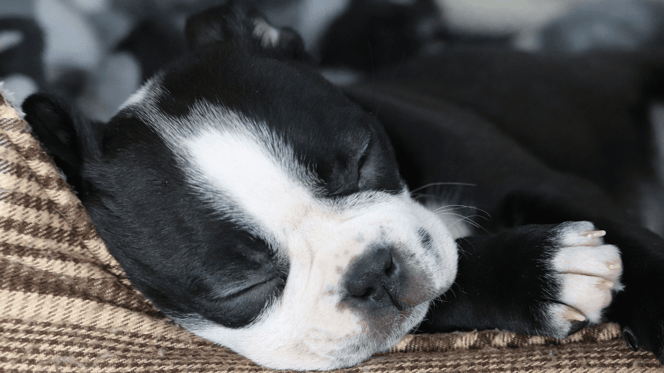 Puppy sleep schedule: how to get your puppy to sleep through the night: Boston Terrier puppy sleeping