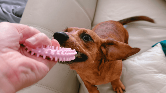 Puppy teething survival guide: how to save your furniture: Brown puppy chewing a toy