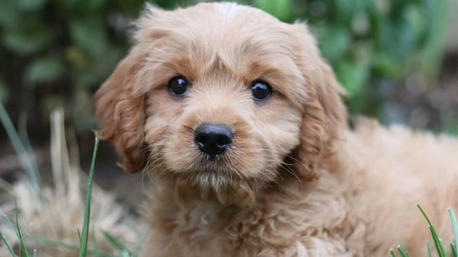 Puppy training first day: Puppy on grass