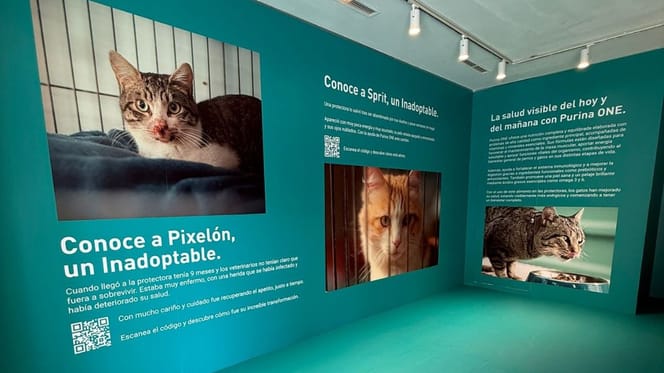 purina-espacio-inmersivo-madrid-adopcion-gatos