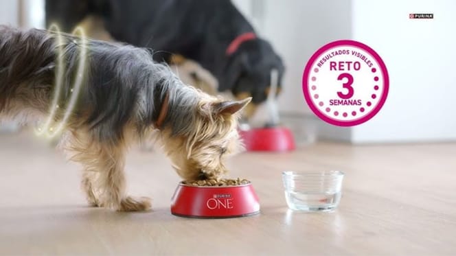 purina-one-perros