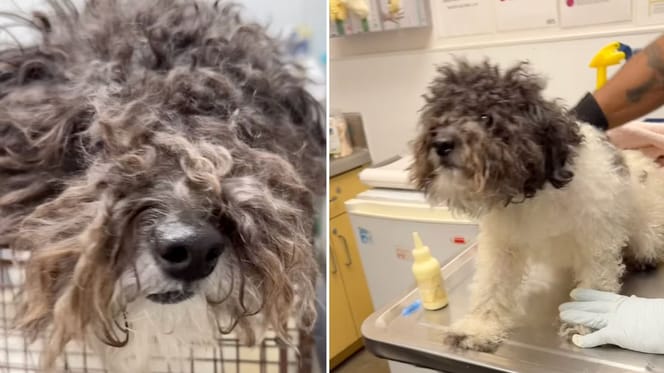 Puszysty, porzucony pies