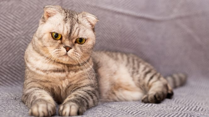 Qualrasse: Scottish-Fold-Katze