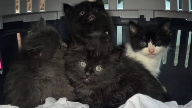 Quatre chatons