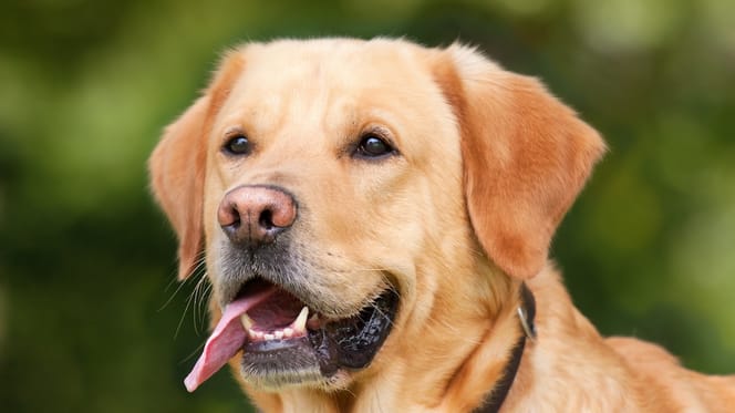 quattro-labrador-retriever-da-lavoro-e-da-bellezza