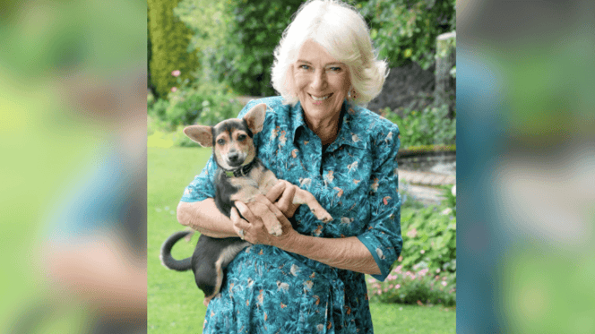 Queen Camilla holding puppy at Battersea Dog's Home