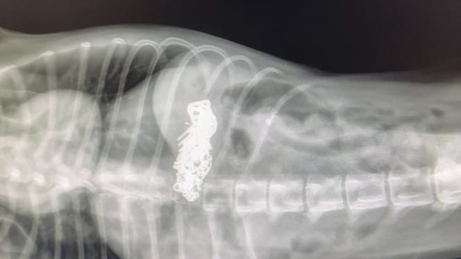 Röntgenfoto van de maag van een hond