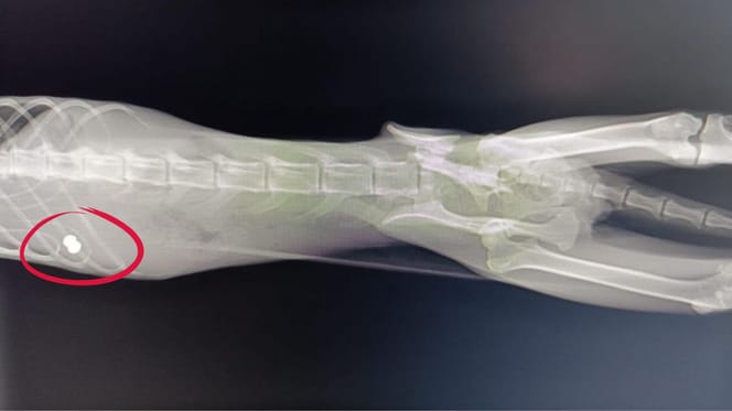 radiografia-gato-con-perdigones