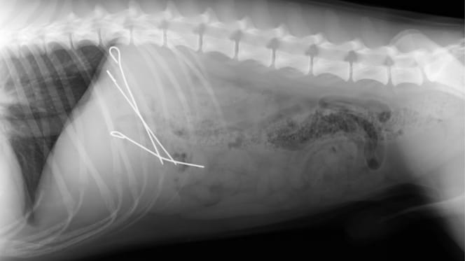 Röntgenfoto van een hond met pennen van vleesrolletjes