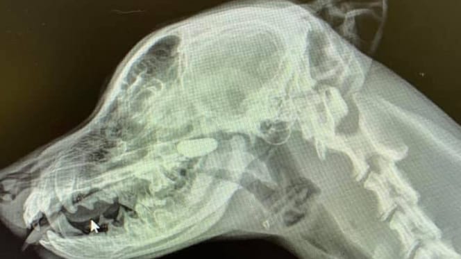 X-ray of a dog's head