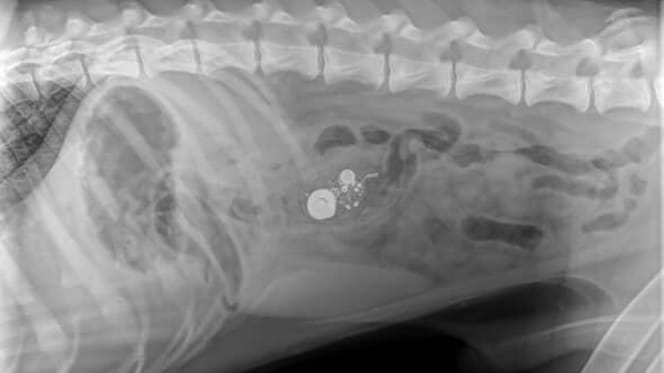 Rätseln über Hunde-Röntgenbild