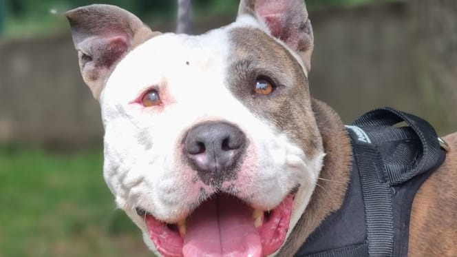 Ragnar, un chien au grand coeur
