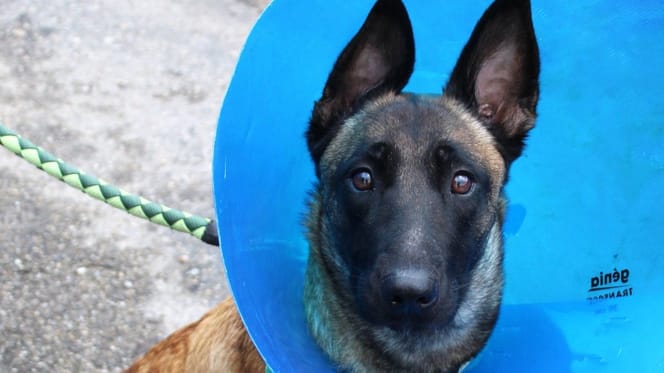 Railey, la chienne Malinoise tombée deux fois d'un toit