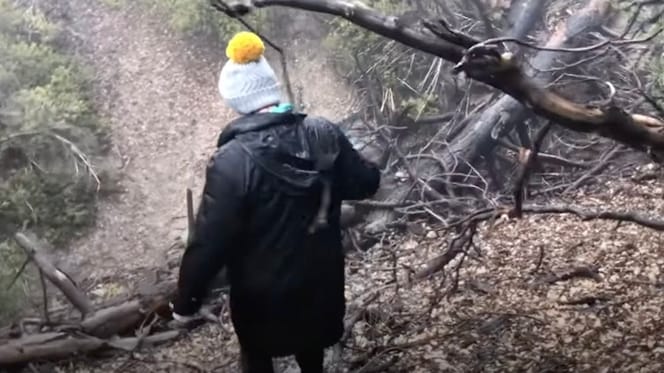 Randonnée en forêt