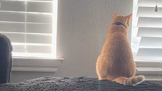 Rango, a wandering tomcat