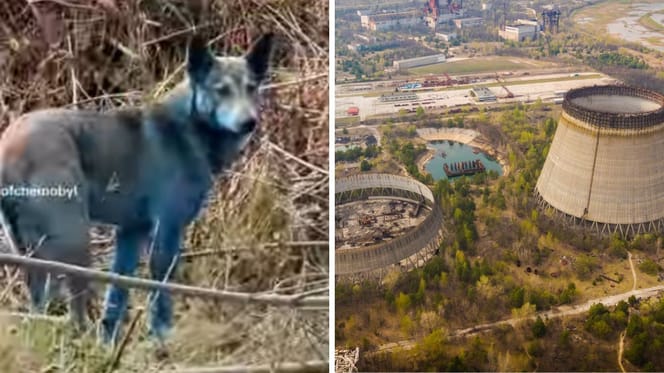 Reaktor von Tschernobyl und blauer Hund