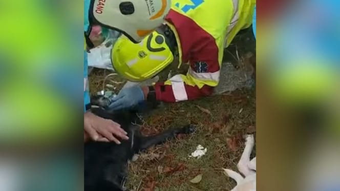 reanimacion-perros-incendio-valdemoro