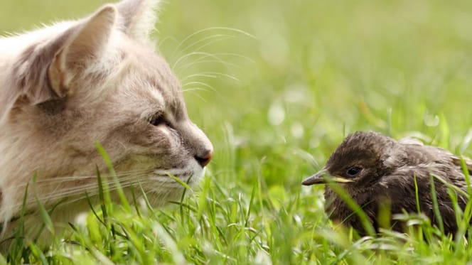 Rechter doet uitspraak in zaak of katten binnen moeten blijven