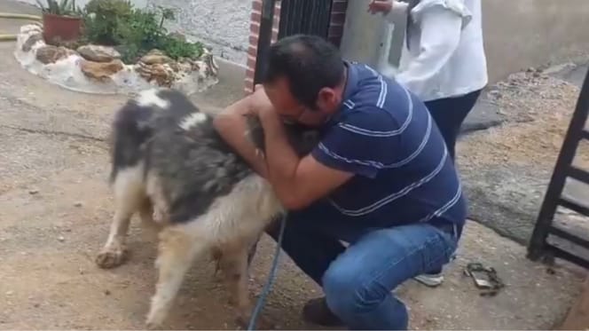 wiedersehen-hund-kratos-dana-valencia