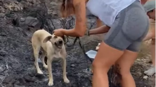 rescate-perro-incendio-gallardos-almeria