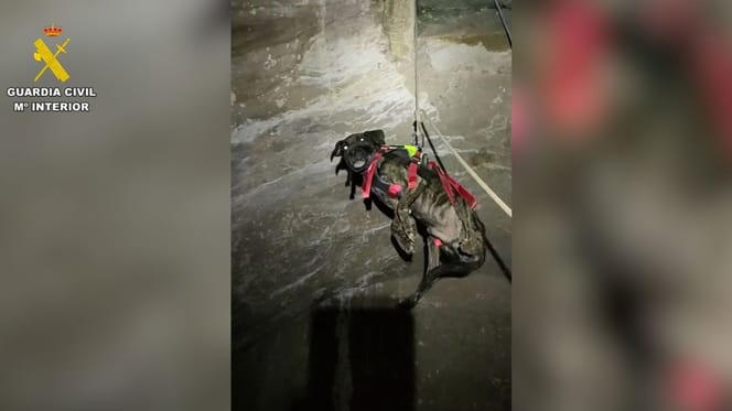 rescate-perro-teruel