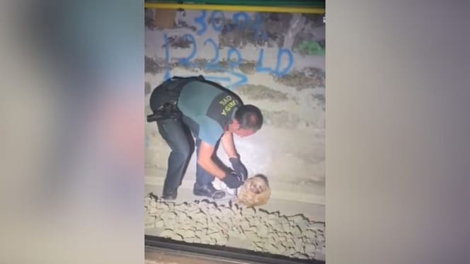 rescate-perro-vias-tren-guardia-civil