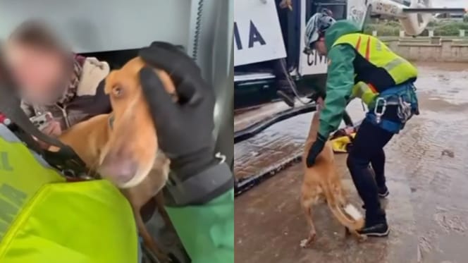 rescate-perros-dana-oliva-valencia