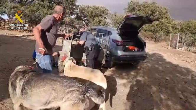rescate-perros-incendio-niebla-huelva