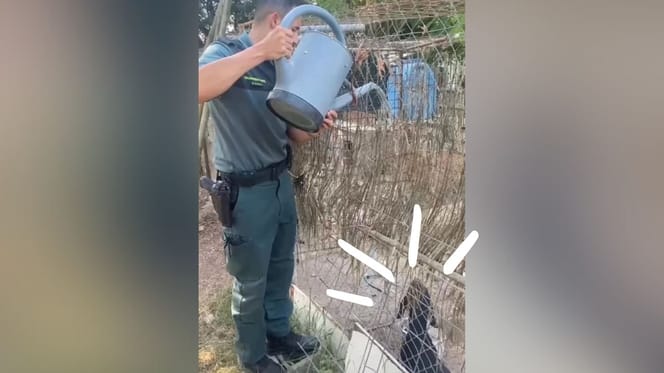 rescate-perros-maltratados-navarra