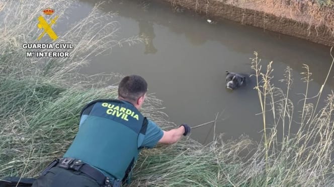 rescate-pitbull-guardia-civil