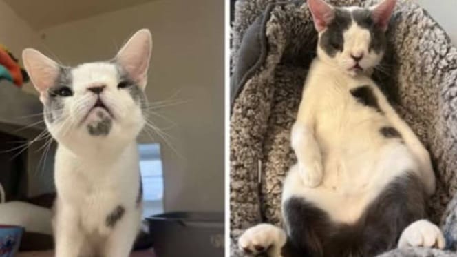 Rescue cat with face disfigurement