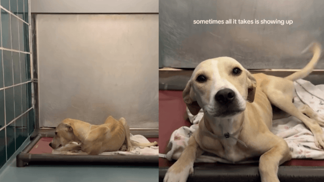 Rescue dog waiting in kennels