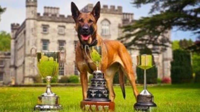 Retiring German Shepherd police dog