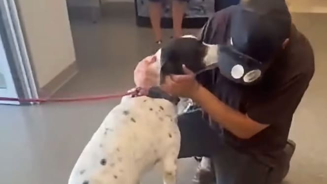 Retrouvailles entre un humain et son chien
