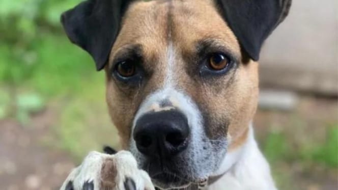 Ridgeback-Mischling Laiko