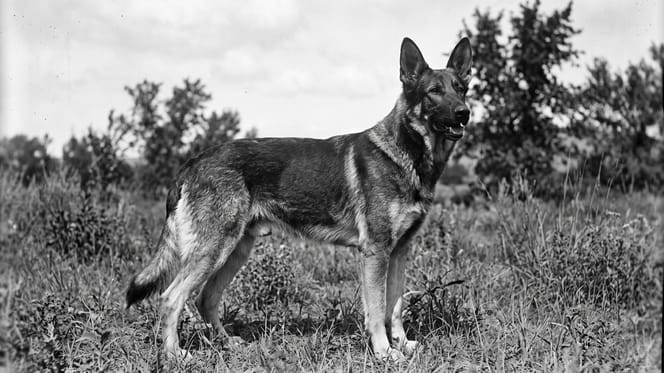 Rin Tin Tin, owczarek niemiecki odnaleziony na polu bitwy w 1918 roku, który został gwiazdą kina niemego